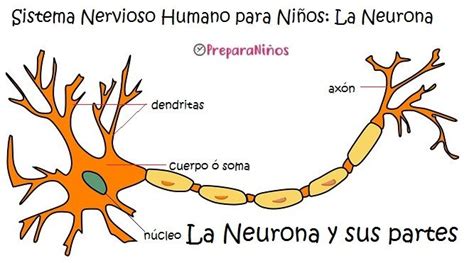 La Neurona Partes Y Funciones Sistema Nervioso Humano Sistema