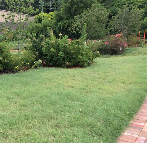 Try A Different Lawn With Buffalo Grass Lawn Alternatives Warm