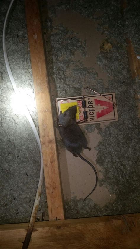 Got Roof Rats In You Re Attic We Can Help