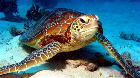 Sea Turtles Endangered Species Danger Choices