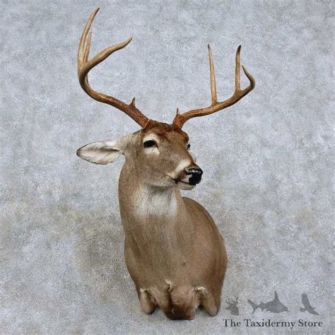 Whitetail Deer Shoulder Mount For Sale 15810 The Taxidermy Store