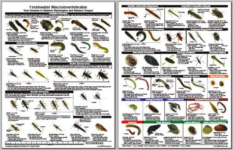 Macroinvertebrate Field Guide In 2023 Insect Identification Field