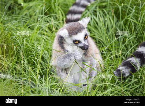 A Ring Tailed Lemur Lemur Catta Eating At The Ground Between The