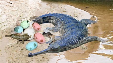 Big Battle Of Survival The Crocodile Lay Eggs And Buried Eggs In The
