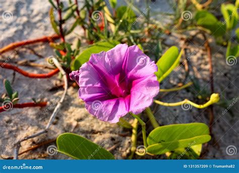 A Beautiful Beach Morning Glory Flower In The Sunshine Stock Image