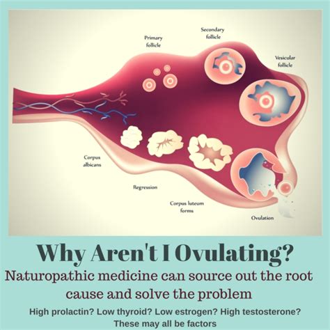 Anovulation Lack Of Ovulation Toronto Infertility Naturopath