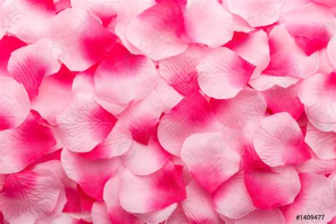 Pink Rose Petals Stock Photo 1409477 Crushpixel