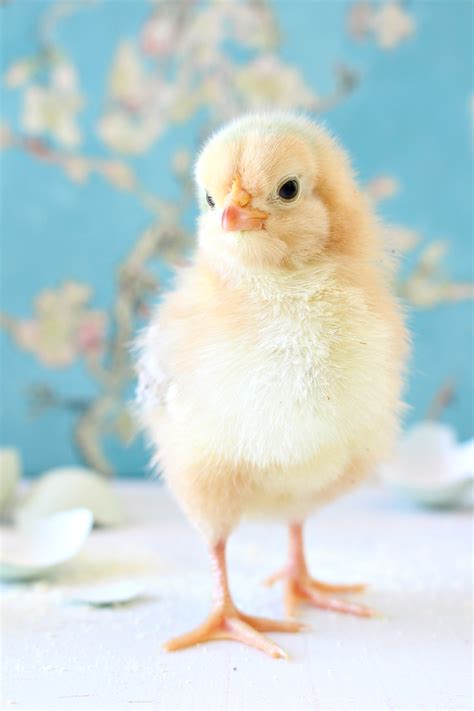 Spring Baby Chick Photos We Got A New Batch Of Chicks Dans Le