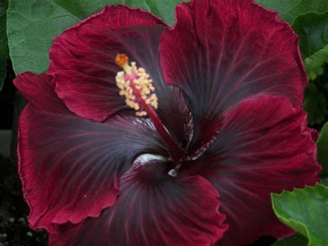Photo Of The Bloom Of Tropical Hibiscus Hibiscus Rosa Sinensis Black