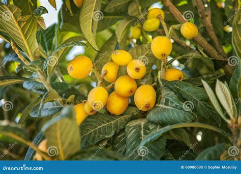 Loquat Fruit Stock Image Image Of Branch Nutrition 60980695