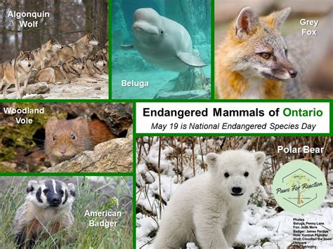 Paws For Reaction Nationalendangeredspeciesday May19 Endangered