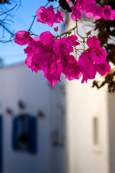 How To Grow Bougainvilleas Better Homes And Gardens