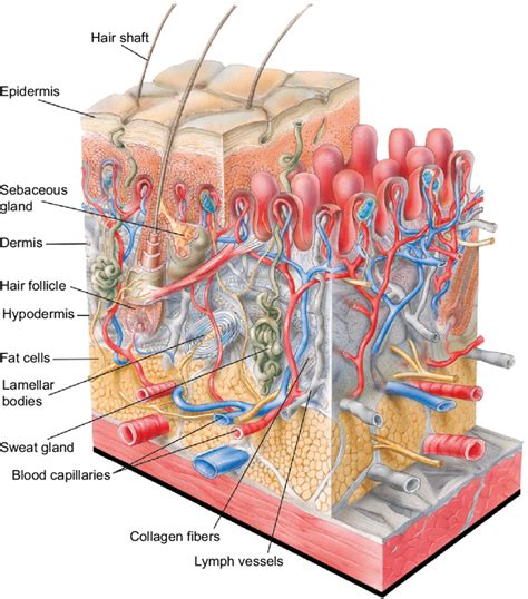 Human Skin Layers And Functions