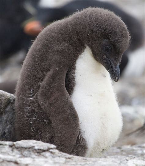 Rockhopper Penguin Falklands Rockhopper Penguin Chick On… Flickr