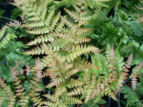 Dryopteris Erythrosora Thompsons Plants And Garden Centres