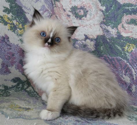 We are members of the gccf responsible breeder scheme. Adoption at Crescent Moon Ragdolls - Crescent Moon ...