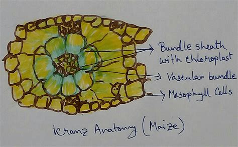The C4 Pathway Kranz Anatomy Cam Plants Structure Of Chloroplasts