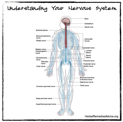 Nervous System Diagram Structure Of The Nervous System
