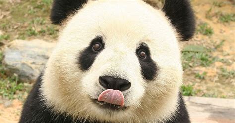 Datos Que No Sabías Sobre Los Osos Pandas Razones Por La Que Los