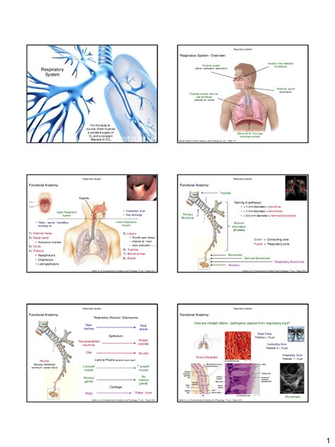Respiratory System Lecture Notes Physiology Docsity