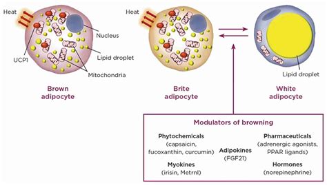 The Browning Of White Fat Society For Endocrinology