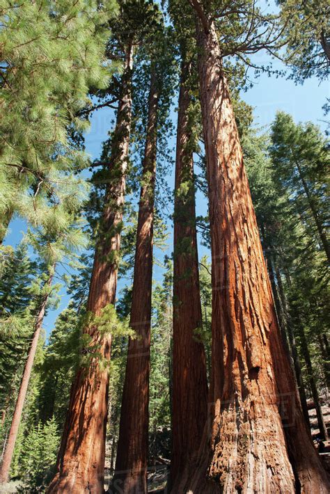 Giant Sequoias Yosemite National Park California Usa Stock Photo