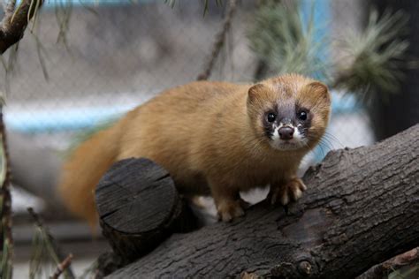 Suzys Animals Of The World Blog The Siberian Weasel