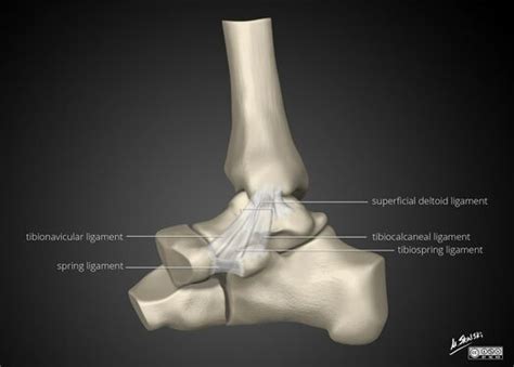 Intra Articular Ligaments Foot