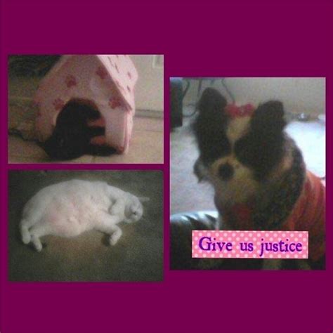 Petition · Please Help Me Get Justice For My Fur Babies I Want This