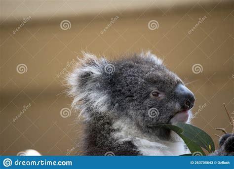 The Koala Is A Grey Marsupial With White Fluffy Ears And A Large Nose
