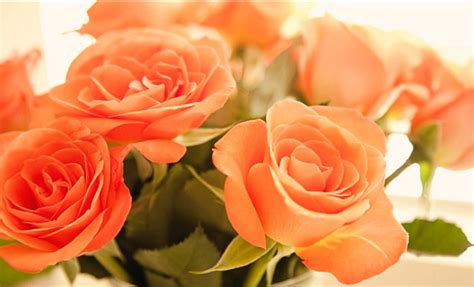 Mengubah 16 pertanyaan dan memperbaiki pilihannya. bunga mawar orange | Toko Bunga Murah di Jakarta Utara ...