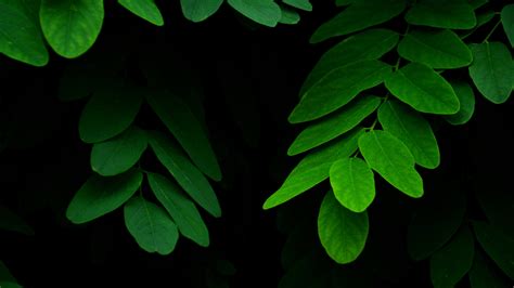 Download Green Nature Leaf 4k Ultra Hd Wallpaper