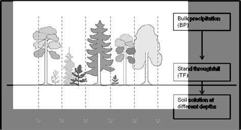 A Schematic Presentation Showing The Path Of Water Down Through Forest