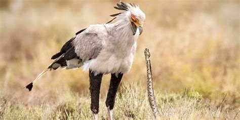 Birds Of Africa 25 Stunning Birds To Spot On Safari ️