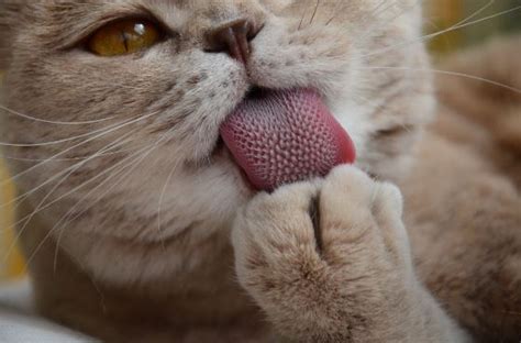 Why Do Cats Tongues Feel Like Sandpaper