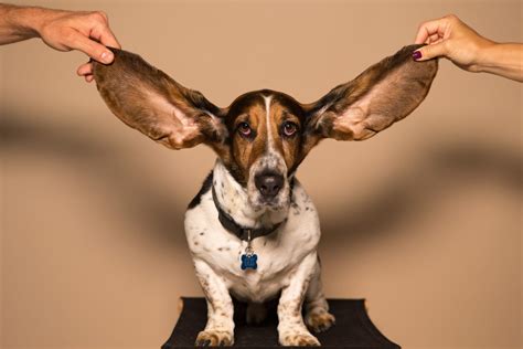 Ear Infections In Dogs Understanding Treating And Preventing Otitis
