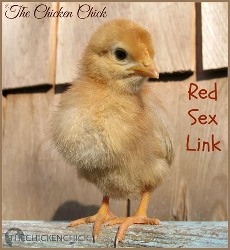 How To Sex Chickens Male Or Female Hen Or Rooster The Chicken Chick®