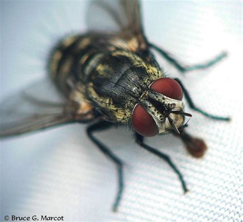 Epow Ecology Picture Of The Week Parasitic Flies That Do Us Good