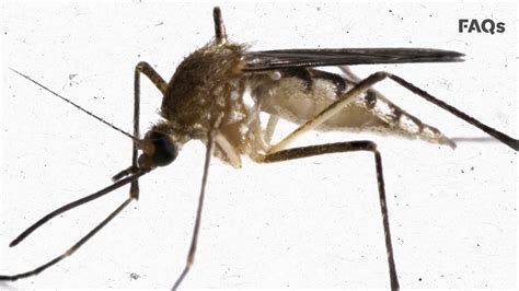 The Key To Fighting Mosquitoesmight Be With More Mosquitoes