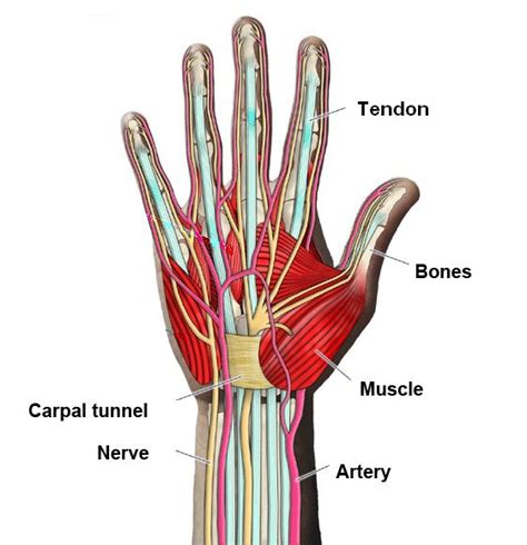 Hand Surgery Turkey Simple Hand Anatomy