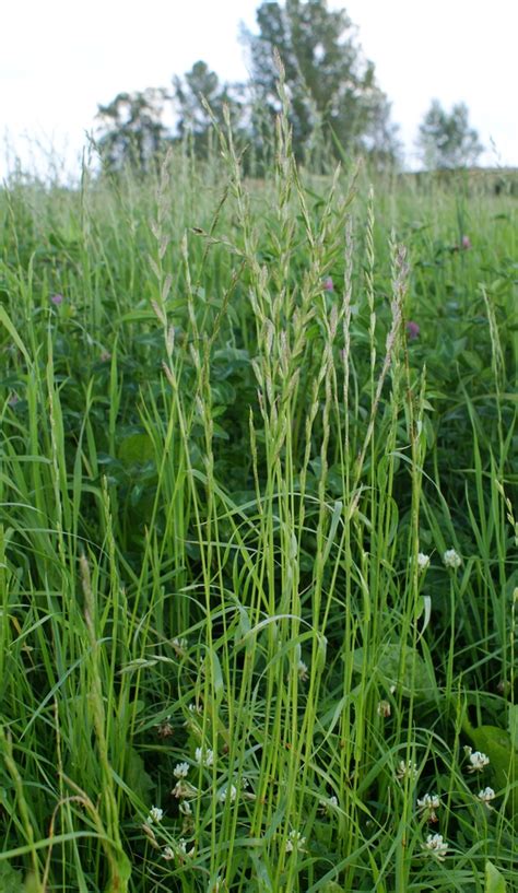 Lolium Multiflorum Annual Ryegrass Italian Ryegrass Rye Grass