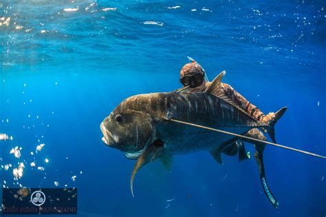 Early Mornings On The Coast Spearfishing In Hawaii Harvesting Nature