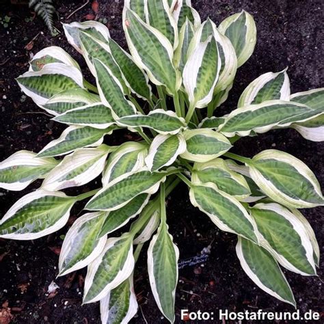 Yellow Polka Dot Bikini Hosta Rare Tri Colored Hosta Hostas My Xxx