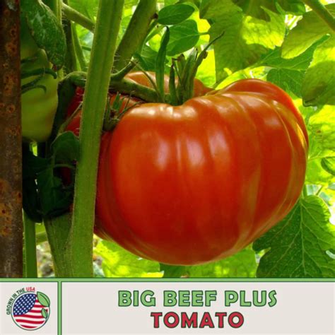 10 Big Beef Plus Tomato Seeds Hybrid Non Gmo Genuine Usa Ebay