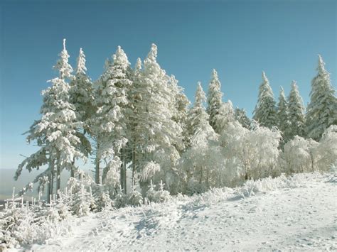 Pine Trees Covered With Snow — Stock Photo © Nature78 2081318