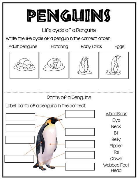 All About Penguins Penguin Life Cycle All About Penguins Science