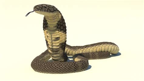 3d Model Rigged King Cobra Snake Animation Turbosquid 1584667