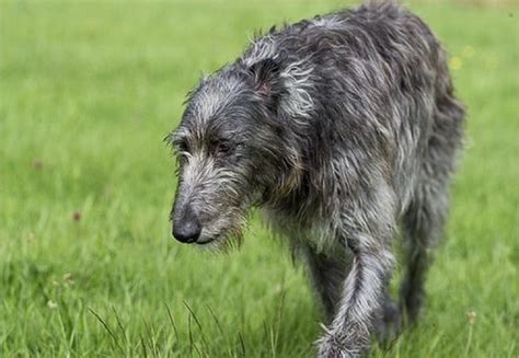 Irish Wolfhound Dog Pawer
