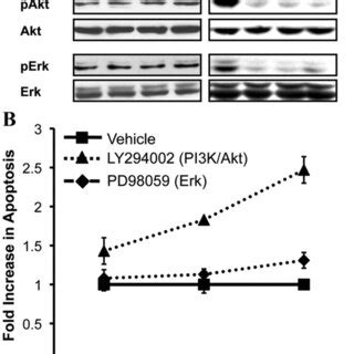 Effects Of The Syk Inhibitor R On Blnk Activation Apoptosis And