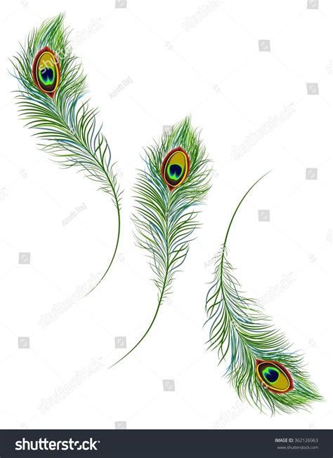 Peacock feather collection | Peacock feather art, Peacock feather tattoo, Feather art